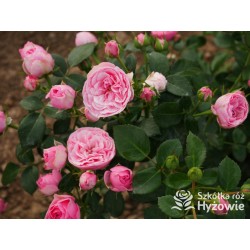 The Matador™ Niewielkie, kuliste kwiaty, różowej barwy. Niski krzew.