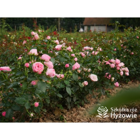 The Matador™ Niewielkie, kuliste kwiaty, różowej barwy. Niski krzew.