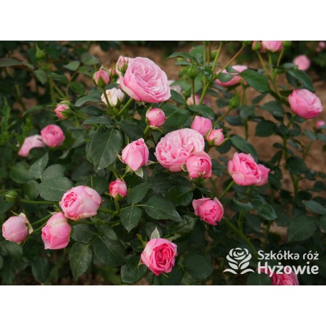 The Matador™ Niewielkie, kuliste kwiaty, różowej barwy. Niski krzew.