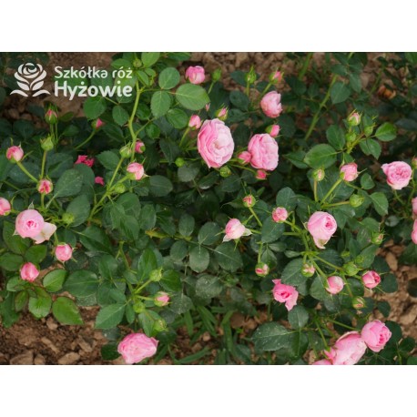 The Matador™ Niewielkie, kuliste kwiaty, różowej barwy. Niski krzew.