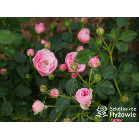 The Matador™ Niewielkie, kuliste kwiaty, różowej barwy. Niski krzew.