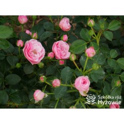 The Matador™ Niewielkie, kuliste kwiaty, różowej barwy. Niski krzew.