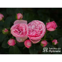 The Matador™ Niewielkie, kuliste kwiaty, różowej barwy. Niski krzew.