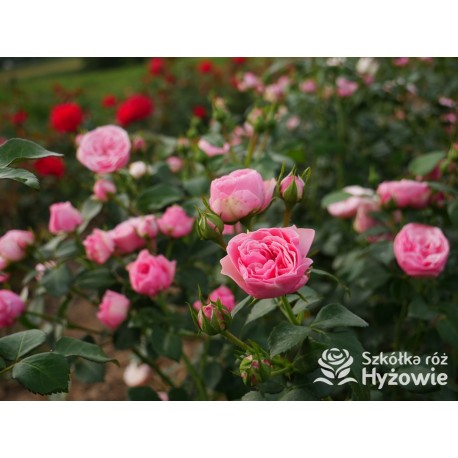 The Matador™ Niewielkie, kuliste kwiaty, różowej barwy. Niski krzew.