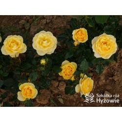 Sweet Summer™ Duże, mocno pełne kwiaty, cytrynowej barwy, intensywnie pachnąca. Niziutki krzew.