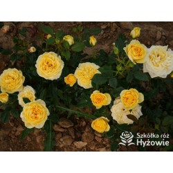 Sweet Summer™ Duże, mocno pełne kwiaty, cytrynowej barwy, intensywnie pachnąca. Niziutki krzew.