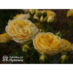 Sweet Summer™ Duże, mocno pełne kwiaty, cytrynowej barwy, intensywnie pachnąca. Niziutki krzew.