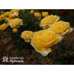 Sweet Summer™ Duże, mocno pełne kwiaty, cytrynowej barwy, intensywnie pachnąca. Niziutki krzew.