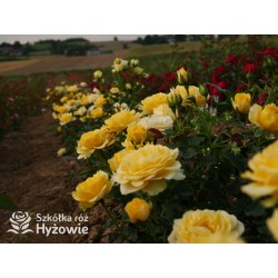 Sweet Summer™ Duże, mocno pełne kwiaty, cytrynowej barwy, intensywnie pachnąca. Niziutki krzew.