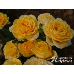 Sweet Summer™ Duże, mocno pełne kwiaty, cytrynowej barwy, intensywnie pachnąca. Niziutki krzew.