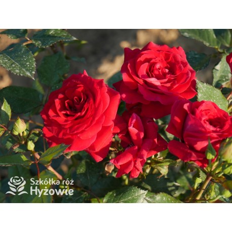 Sweet Love of Mine™ Dużę, mocno pełne kwiaty, bordowej barwy. Ciemnozielony liść. Niziutki krzew.