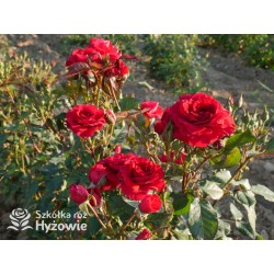 Sweet Love of Mine™ Dużę, mocno pełne kwiaty, bordowej barwy. Ciemnozielony liść. Niziutki krzew.