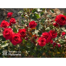 Sweet Love of Mine™ Dużę, mocno pełne kwiaty, bordowej barwy. Ciemnozielony liść. Niziutki krzew.