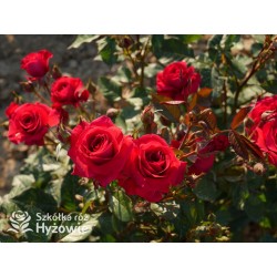 Sweet Love of Mine™ Dużę, mocno pełne kwiaty, bordowej barwy. Ciemnozielony liść. Niziutki krzew.