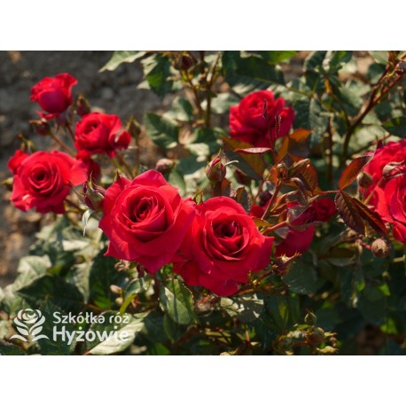 Sweet Love of Mine™ Dużę, mocno pełne kwiaty, bordowej barwy. Ciemnozielony liść. Niziutki krzew.