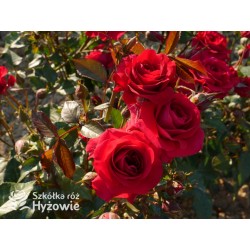 Sweet Love of Mine™ Dużę, mocno pełne kwiaty, bordowej barwy. Ciemnozielony liść. Niziutki krzew.