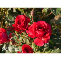 Sweet Love of Mine™ Dużę, mocno pełne kwiaty, bordowej barwy. Ciemnozielony liść. Niziutki krzew.