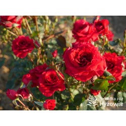 Sweet Love of Mine™ Dużę, mocno pełne kwiaty, bordowej barwy. Ciemnozielony liść. Niziutki krzew.