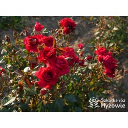 Sweet Love of Mine™ Dużę, mocno pełne kwiaty, bordowej barwy. Ciemnozielony liść. Niziutki krzew.