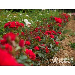 Sweet Love of Mine™ Dużę, mocno pełne kwiaty, bordowej barwy. Ciemnozielony liść. Niziutki krzew.