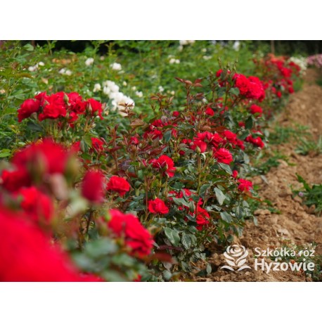 Sweet Love of Mine™ Dużę, mocno pełne kwiaty, bordowej barwy. Ciemnozielony liść. Niziutki krzew.