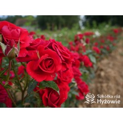 Sweet Love of Mine™ Dużę, mocno pełne kwiaty, bordowej barwy. Ciemnozielony liść. Niziutki krzew.