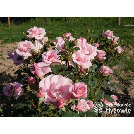 Sweet Love Forever™ Dży klasyczny kwiat, różowej barwy. Niski krzew.