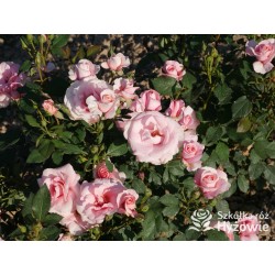 Sweet Love Forever™ Dży klasyczny kwiat, różowej barwy. Niski krzew.