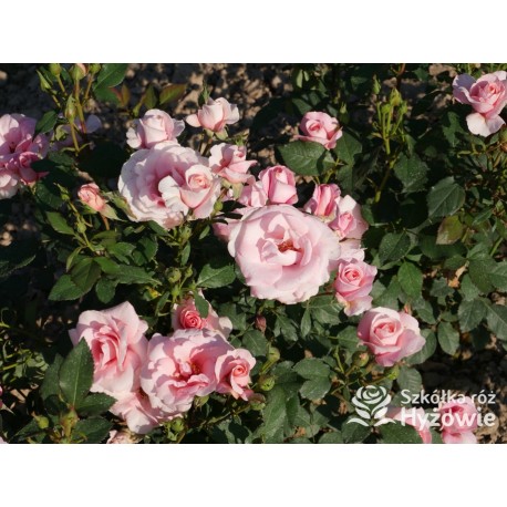 Sweet Love Forever™ Dży klasyczny kwiat, różowej barwy. Niski krzew.