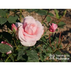 Sweet Love Forever™ Dży klasyczny kwiat, różowej barwy. Niski krzew.