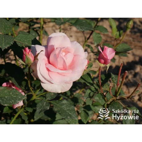 Sweet Love Forever™ Dży klasyczny kwiat, różowej barwy. Niski krzew.