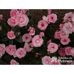 Sweet Love Forever™ Dży klasyczny kwiat, różowej barwy. Niski krzew.