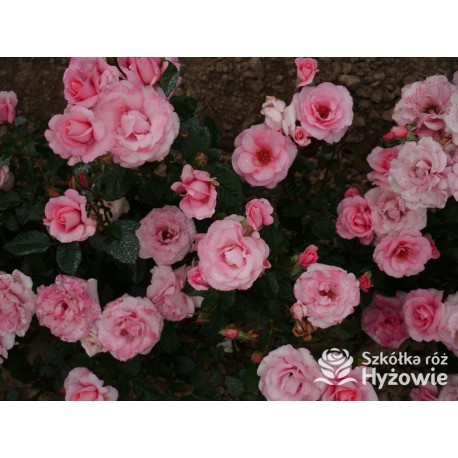 Sweet Love Forever™ Dży klasyczny kwiat, różowej barwy. Niski krzew.