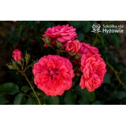 Uetersens Rosenkönigin® duże kwiaty szczelnie wypełnione płatkami, malinowa barwa, przyjemny zapach. Średniej wysokości krzew.