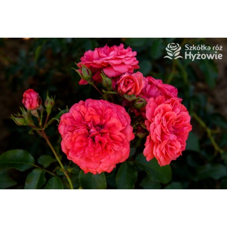 Uetersens Rosenkönigin® duże kwiaty szczelnie wypełnione płatkami, malinowa barwa, przyjemny zapach. Średniej wysokości krzew.