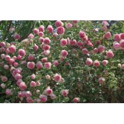 Eden Rose® Ogromne, nabite płatkami kwiaty, kremowo-różowej barwy, przyjemnie pachnące. Lśniące liście. Wysoki krzew.