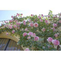 Eden Rose® Ogromne, nabite płatkami kwiaty, kremowo-różowej barwy, przyjemnie pachnące. Lśniące liście. Wysoki krzew.