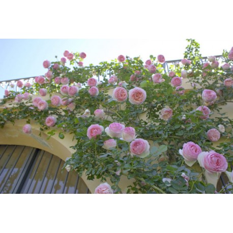 Eden Rose® Ogromne, nabite płatkami kwiaty, kremowo-różowej barwy, przyjemnie pachnące. Lśniące liście. Wysoki krzew.