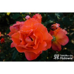 Westerland® duży, pokaźny kwiat, pomarańczowej barwy, o mocnym zapachu. Wysoki krzew