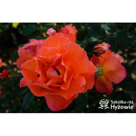 Westerland® duży, pokaźny kwiat, pomarańczowej barwy, o mocnym zapachu. Wysoki krzew