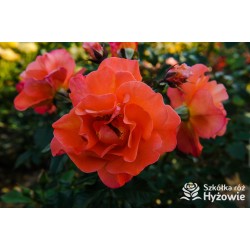 Westerland® duży, pokaźny kwiat, pomarańczowej barwy, o mocnym zapachu. Wysoki krzew