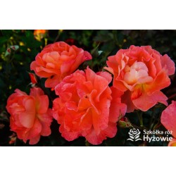 Westerland® duży, pokaźny kwiat, pomarańczowej barwy, o mocnym zapachu. Wysoki krzew