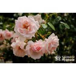 'New Dawn' duży, pełny, mocno pachnący o jasnoróżowej barwie kwiat. Błyszczący liść. Wysoki krzew.