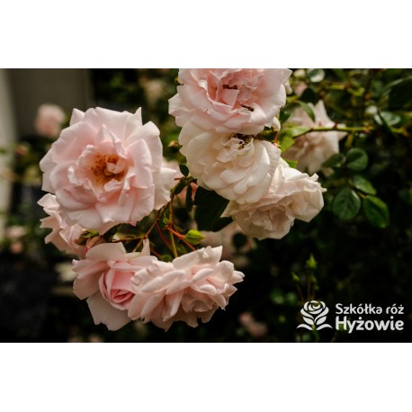 'New Dawn' duży, pełny, mocno pachnący o jasnoróżowej barwie kwiat. Błyszczący liść. Wysoki krzew.