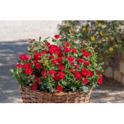 Zepeti® Drobny, pełny kwiat, czerwonej barwy. Niziutki krzew.