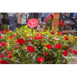 Zepeti® Drobny, pełny kwiat, czerwonej barwy. Niziutki krzew.