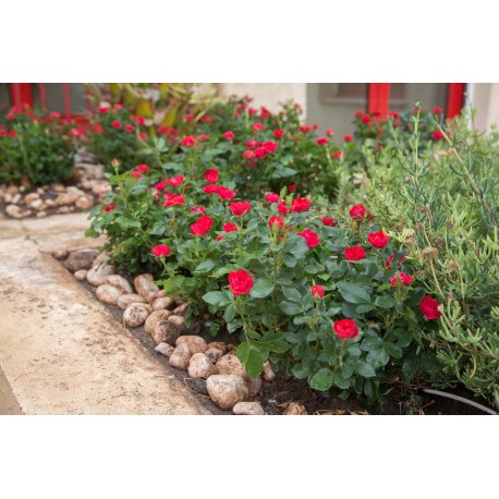 Zepeti® Drobny, pełny kwiat, czerwonej barwy. Niziutki krzew.