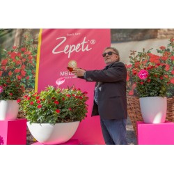 Zepeti® Drobny, pełny kwiat, czerwonej barwy. Niziutki krzew.