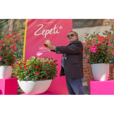 Zepeti® Drobny, pełny kwiat, czerwonej barwy. Niziutki krzew.