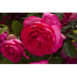 Pink Eden Rose®